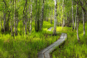 Motiv Schieferplatte - Weg Durch Den Birkenwald oder mit Eigenem Foto