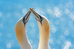 Bild auf Schieferplatte - Helgoland Basstölpel oder mit Eigenem Foto