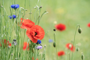 Wunschmotiv als Schieferplatte - Klatschmohn Wiese oder mit Eigenem...