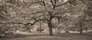 Fotos Schieferplatte - Simply Baum oder mit Eigenem Foto