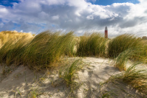 Foto auf Schieferplatte - Leuchtturm Und Dünen Auf Texel oder mit E...