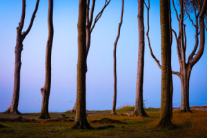 Bild auf Schieferplatte - Gespensterwald In Nienhagen Am Abend oder...