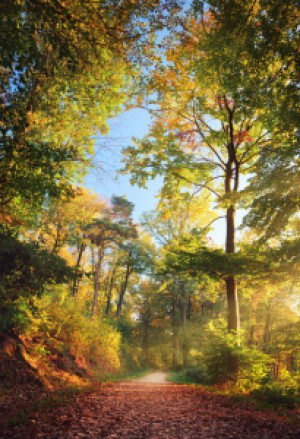 Bild auf Schieferplatte - Waldweg Im Schönen Herbstlicht oder mit E...