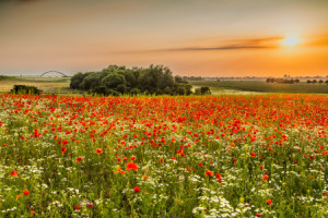 Bild Schieferplatte - Sommerland oder mit Eigenem Foto