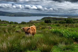 Motiv als Schieferplatte - Hochlandrind Auf Der Isle Of Skye In Sch...