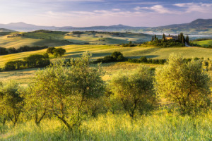 Fotos Schieferplatte - Olivenhain Vorm Podere Belvedere oder mit Ei...