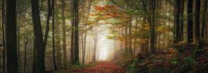 Bild Schieferplatte - Verträumte Märchenlandschaft Im Nebligen Wald...