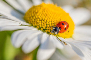 Fotos Schieferplatte - Sommerglück - Marienkäfer In Sommerblume ode...