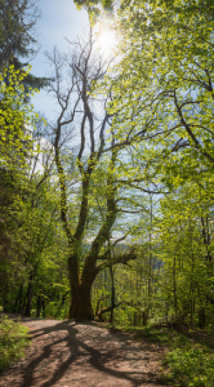 Wunschmotiv auf Schieferplatte - Waldweg Im Frühling oder mit Eigen...