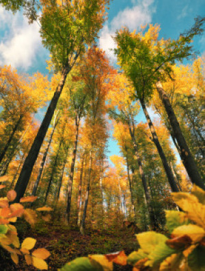 Bilder Schieferplatte - Herbstliches Vertikalpanorama Mit Bunter Ba...
