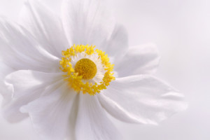 Wunschmotiv Schieferplatte - Anemone oder mit Eigenem Foto