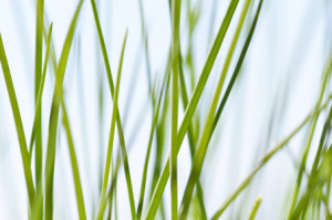 Bilder Schieferplatte - Gras oder mit Eigenem Foto