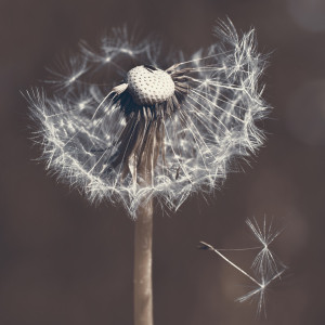 Wunschmotiv Schieferplatte - Pusteblume oder mit Eigenem Foto