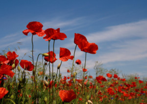 Wunschmotiv Tapete - Mohnblumen oder mit Eigenem Foto