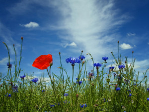 Bild Tapete - Kornblumen oder mit Eigenem Foto
