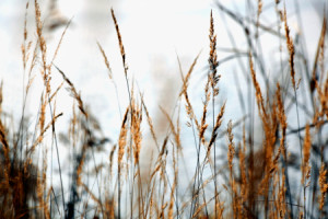 Wunschbild Tapete - Gräser oder mit Eigenem Foto