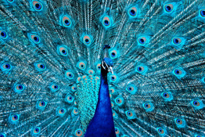 Tapete - Pfau oder mit Eigenem Foto