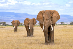 Tapete - Drei Elefanten Am Fuß Des Kilimanjaro oder mit Eigenem Foto