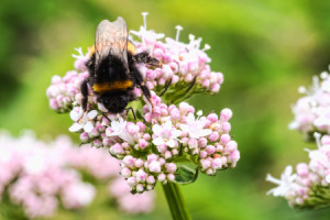 Motiv als Tapete - Hummel Auf Der Blüte oder mit Eigenem Foto