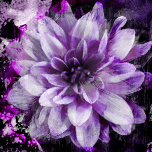 Wunschbild auf Tapete - Purple Bloom oder mit Eigenem Foto