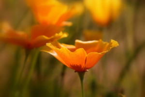 Vliestapete - Gelber Mohn oder mit Eigenem Foto