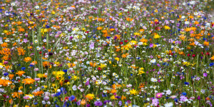 Wunschmotiv als Tapete - Wildblumenwiese oder mit Eigenem Foto