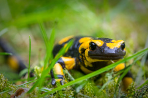 Motiv Tapete - Feuersalamander - Salamandra Salamandra oder mit Eig...