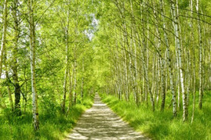 Wunschbild als Tapete - Birkenwald oder mit Eigenem Foto