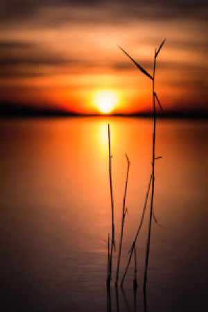 Vliestapete - Schilf Im Sonnenuntergang oder mit Eigenem Foto