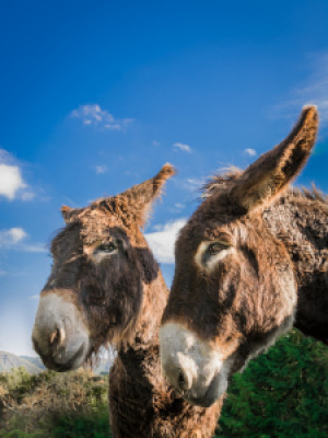 Wunschmotiv Tapete - Esel oder mit Eigenem Foto