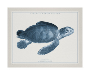 Motiv auf Tapete - Atlantic Marine Museum Turtle Ii oder mit Eigene...