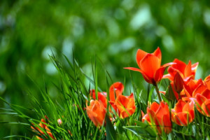 Bilder Tapete - Tulpen Im Gras oder mit Eigenem Foto