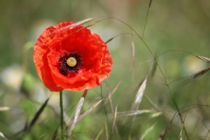 Foto Tapete - Mohnblüte oder mit Eigenem Foto