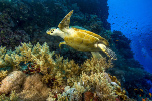 Foto Tapete - Grüne Schildkröte oder mit Eigenem Foto