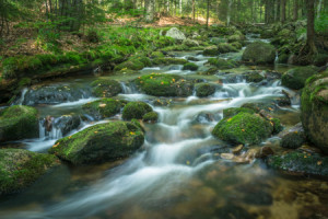 Foto Tapete - Bachlauf Im Nationalpark Bei Spiegelau oder mit Eigen...