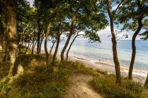 Wunschmotiv Tapete - Ostsee - Stämme oder mit Eigenem Foto