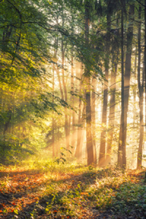 Foto auf Tapete - Sonnenstrahlen Im Wald oder mit Eigenem Foto