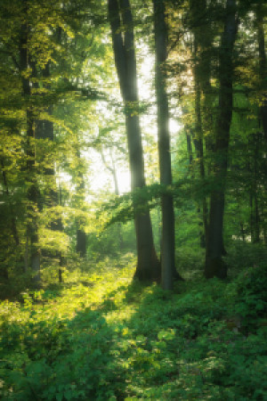 Bild Tapete - Wald Im Frühling oder mit Eigenem Foto