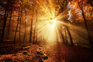 Vliestapete - Dramatischer Herbstwald Im Goldenem Licht oder mit Ei...