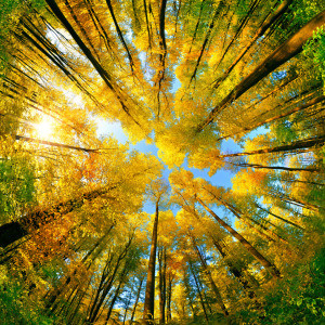 Bild auf Tapete - Weitwinklige Sicht Auf Blätterdach Im Herbstwald ...