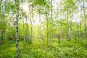 Wunschmotiv als Tapete - Birkenwald oder mit Eigenem Foto
