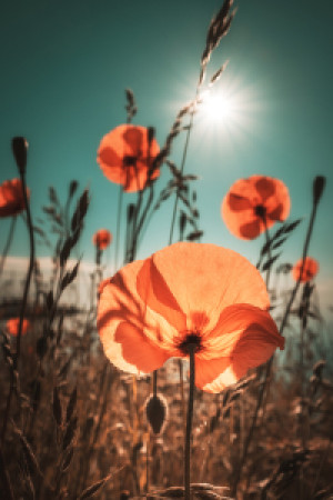 Wunschbild als Tapete - Im Sonnenschein oder mit Eigenem Foto