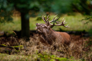 Wunschmotiv auf Tapete - Hirsch In Der Brunft oder mit Eigenem Foto