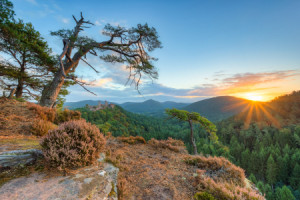 Bilder Tapete - Tagesbeginn Im Pfälzerwald oder mit Eigenem Foto