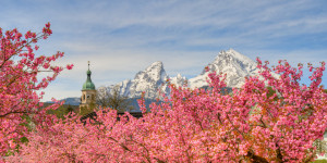 Motiv Tapete - Watzmann Und Kirschblüte In Berchtesgaden oder mit E...