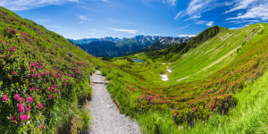 Wunschbild auf Tapete - Alpenrosen Am Fellhorn oder mit Eigenem Foto