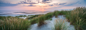 Wunschmotiv als Tapete - Strandhafer Am Dünenstrand oder mit Eigene...