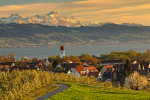 Wunschbild als Tapete - Obstbaumblüte Am Bodensee oder mit Eigenem ...