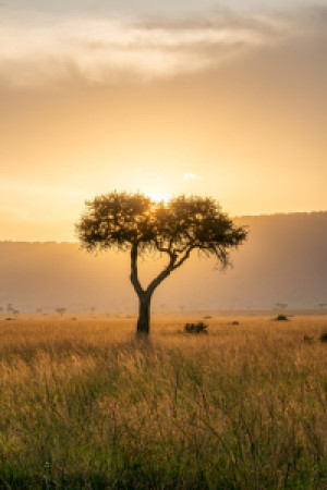 Foto auf Tapete - Akazienbaum Bei Sonnenuntergang oder mit Eigenem ...