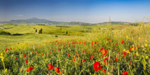 Bilder Tapete - Frühling In Der Toskana oder mit Eigenem Foto